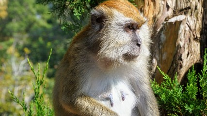 Macaque Monkey