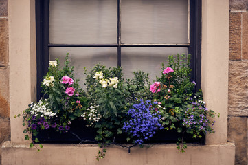 Fototapeta na wymiar Fenster mit Blumen