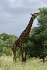 giraffe