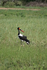 bird