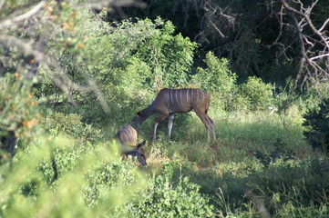 kudu