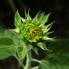 sunflower bud closeup