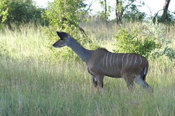 kudu