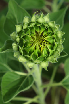 sunflower bud closeup