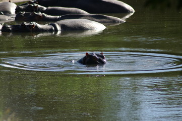 hippo