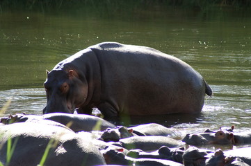 hippo