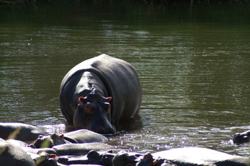 hippo
