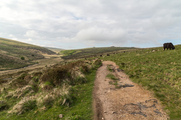 british moorland Dartmoor