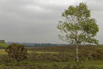 Obraz premium birch tree in british heath- and moorland
