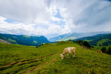 Fototapeta na wymiar Cow grazing in the Alpine meadow in Switzerland
