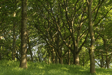 Fototapeta na wymiar beech trees in the sun in Dorset, England