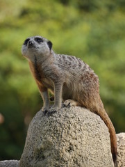 Süßes Erdmännchen