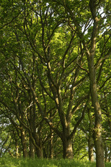 beech trees in the sun in Dorset, England