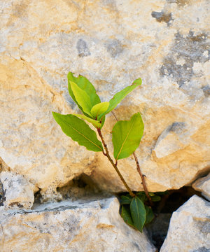 green leaf on stone