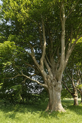 Fototapeta premium beech trees in the sun in Dorset, England