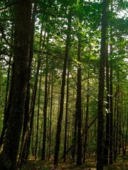 Fototapeta premium Bosque