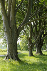 Obraz premium beech trees in the sun in Dorset, England