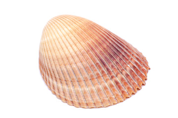 Scallop Shell, Pectinidae isolated on white background