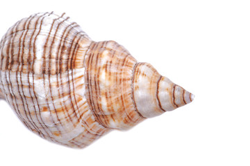 Striped Fox Horse Conch isolated on white background . Pleuroploca trapezium.