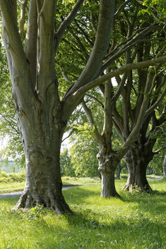 beech trees in the sun in Dorset, England