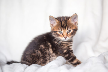 Obraz premium Chaton gris