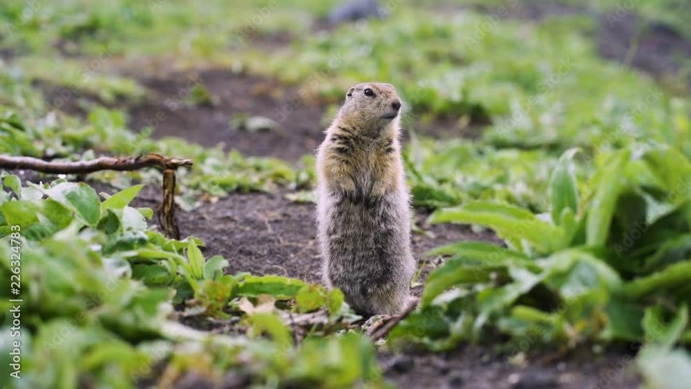 Canvas Prints gopher eating leaf (ground squirrel)