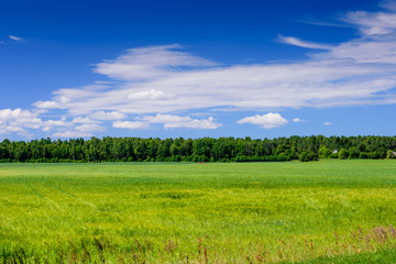 Beautiful meadow with green grass on blue sky background with clouds. Typical summer landscape on Saaremaa island, Estonia