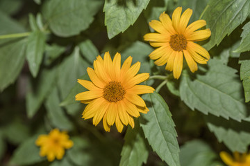 Closeup of a yellow flower on a blurred natural green background. Yellow flower with a red-brown center, like a daisy. Yellow garden flower. Detail of a flower.