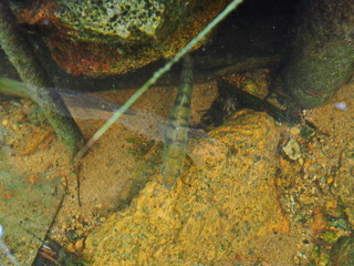 striped fish in water