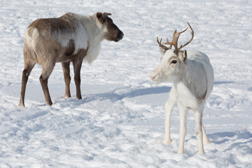 Several reindeers in winter, Yamal, Russia