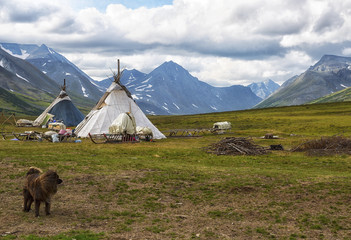 Dog outside the camps of Nenets reindeer herders nomads, Yamal