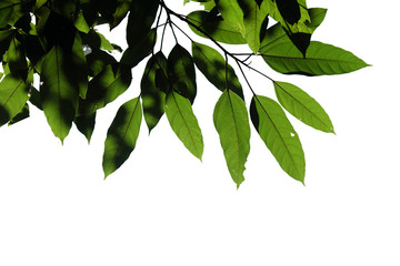 Obraz premium tree branch isolated