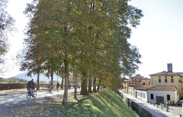Walking and bicycle path  on medieval city wall in Lucca - obrazy, fototapety, plakaty