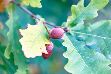 Acorns oak nuts on a background of green leaves, large, autumn. © milanchikov