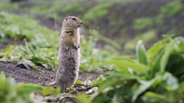 Funny fluffy gopher stands on his hind legs and looks into the camera