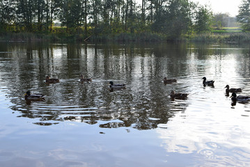 Group of mallard ducks Anas platyrhynchos swimming on lake with dark reflections of trees on water surface. Birds in wildlife.