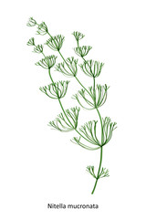 Nitella mucronata - a genus of charophyte green algae. Hand drawn vector illustration