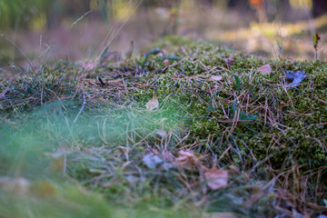 mos im Wald luckenwalde