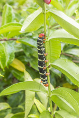 Big insect on island of Dominika