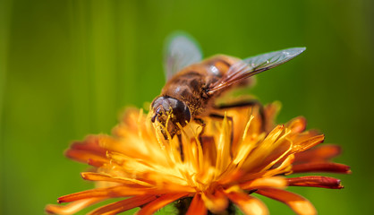 Bee collects nectar from flower crepis alpina