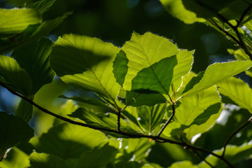 Buchenblätter im Durchlicht am Zweig