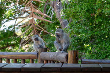 Two baby monkeys sitting on wooden rail, one is very inquisitive.