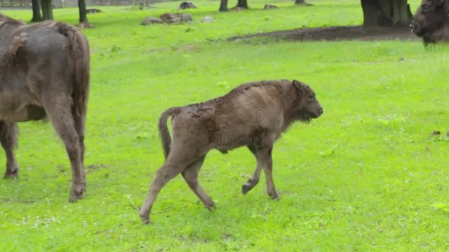European young Bison (Wisent) is walking away. Poland.