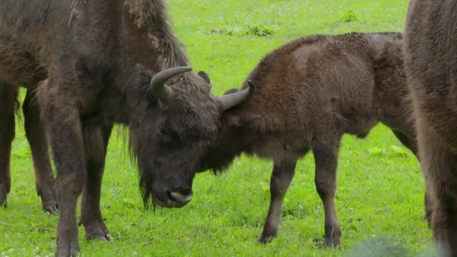 European Bison (Wisent), dad and son is playing. Poland