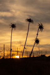 Obraz premium sunset at the farm