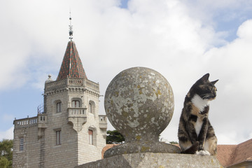 cat cascais