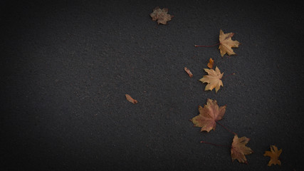 Yellow, autumn leaves on the pavement. Autumn cover background.