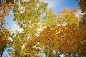 bright yellow autumn leaves on blue sky background
