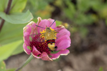 ヒャクニチソウの蜜を吸うオオスカシバ