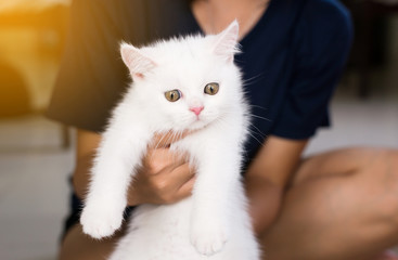 Woman holding her Cat Scottish white fluffy cute little animal